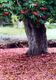 A pink tree that I forgot the name of.